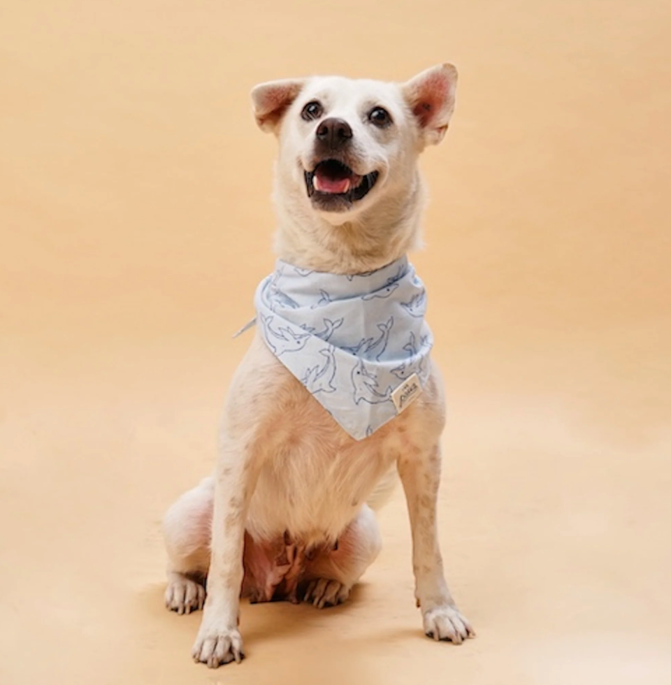 North End Dog Bandana