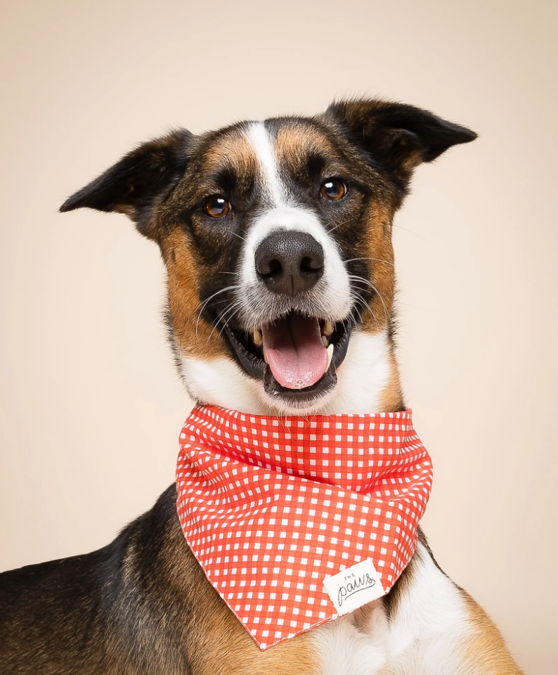 Red Gingham Dog Bandana