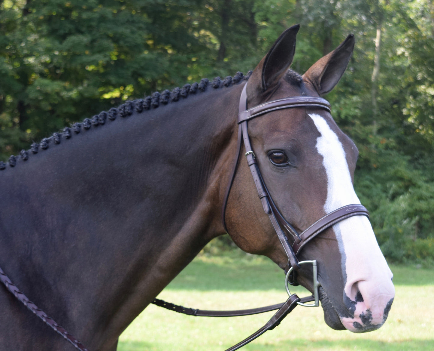 Gee Gee Equine Black Oak Spruce Bridle for Horseback Riding