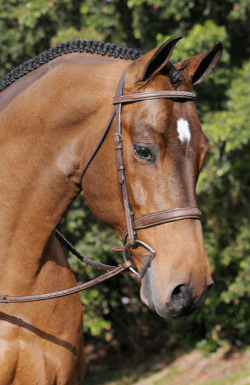 Arc De Triomphe Tribute Bridle